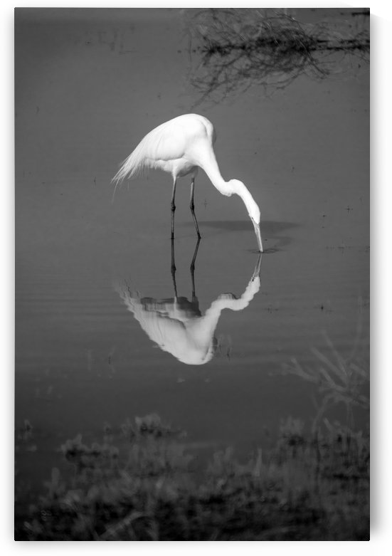 The Kiss White Egret BW by Frank Wilson