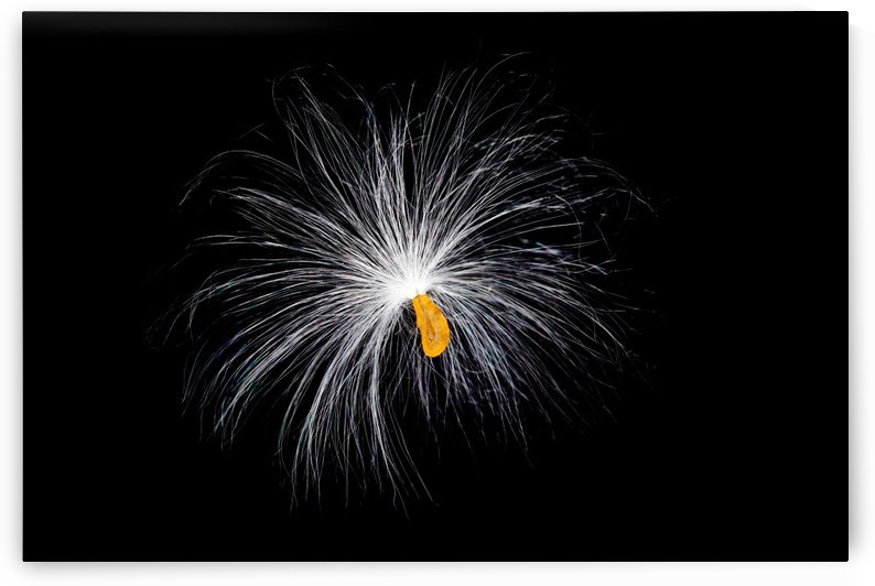 Butterfly Weed Tuft by Joe Riederer