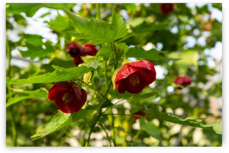 Midsummer Garden Dreams - Abutilon Chinese Lanterns in Rich Vermilion by GeorgiaM