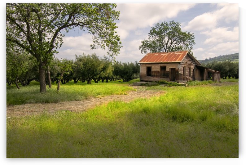 Abandoned House in Olive Orchard by Frank Wilson