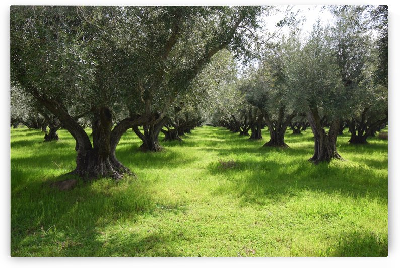 Olive Orchard In Spring by Frank Wilson