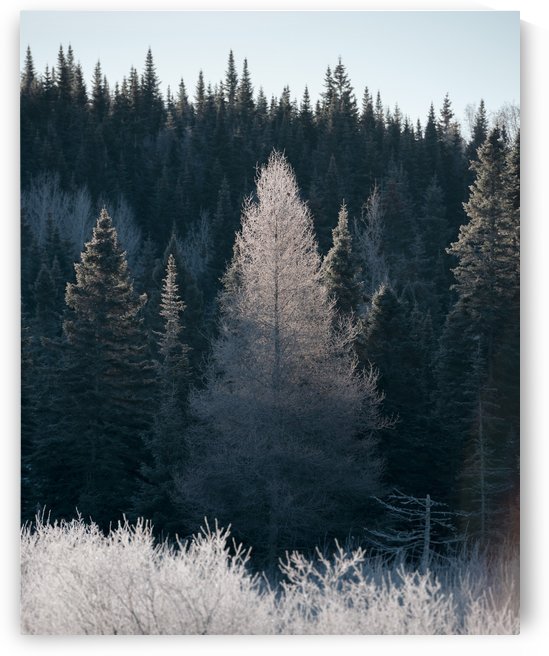 Arbre de dentelle by DanielTphoto