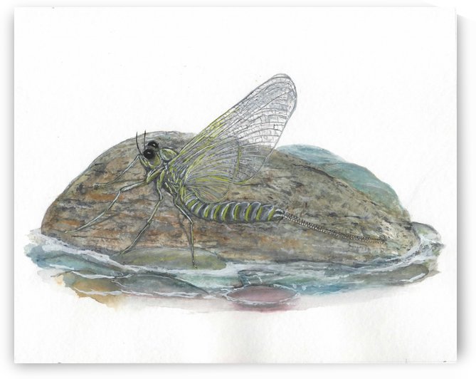 Mayfly on a Rock by Lee Garrett