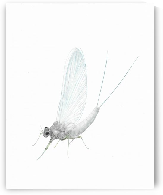 Blue Winged Olive by Lee Garrett