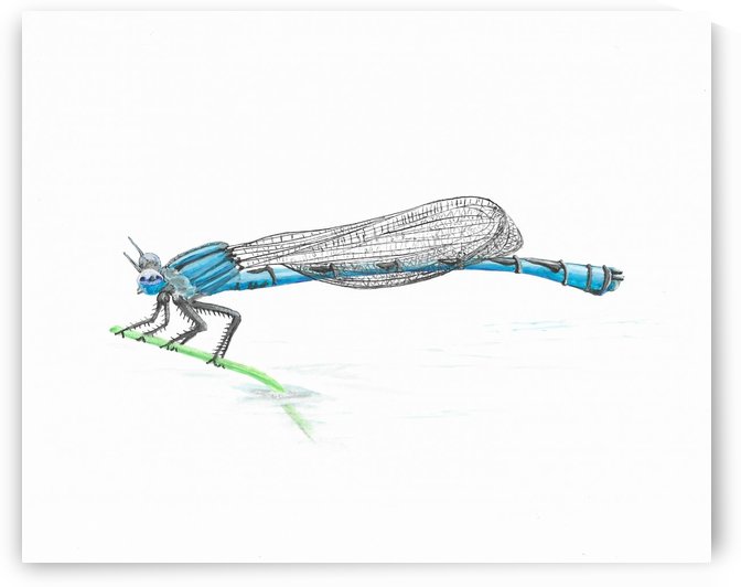 Damselfly Adult by Lee Garrett
