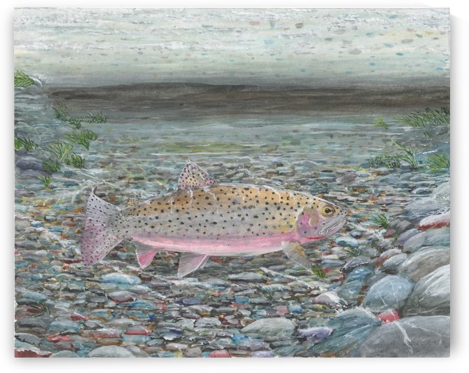 Yellowstone Cutthroat by Lee Garrett