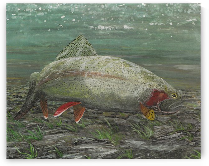 Old Rainbow Trout by Lee Garrett