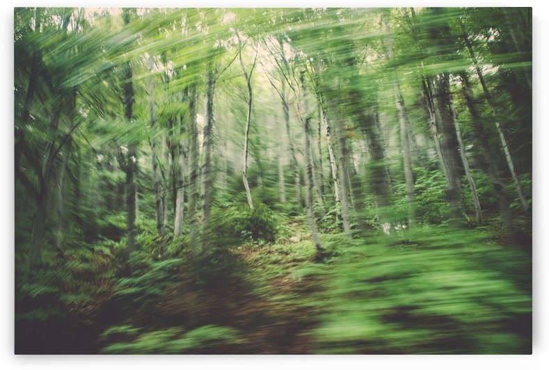 forest by Attila R  Kovacs