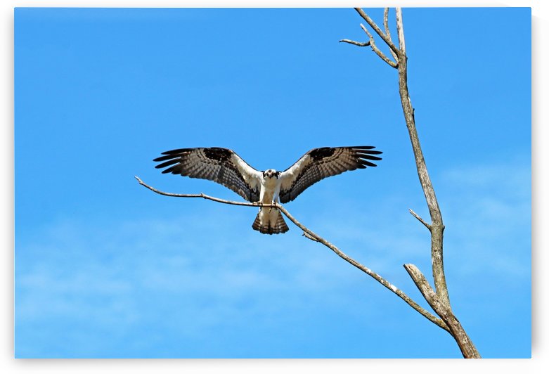 Osprey Landing by Deb Oppermann