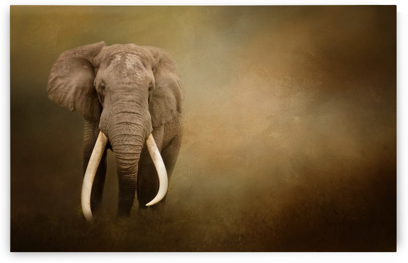 Out of the Shadows by Michel Soucy