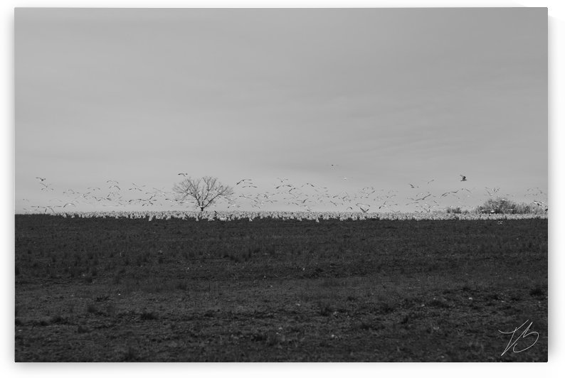 Distant Tree by IsabelVictoria