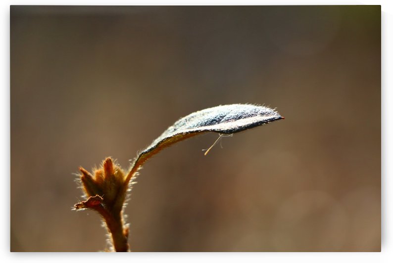The Portal of Life by IsabelVictoria