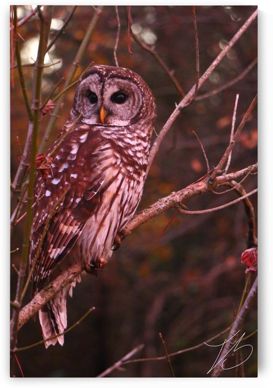 Owl on site by IsabelVictoria