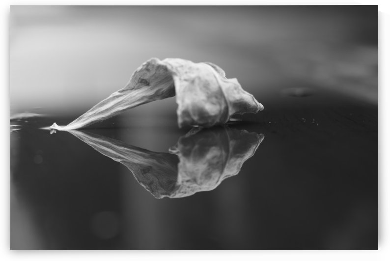 The Paradise of Reflections  by IsabelVictoria