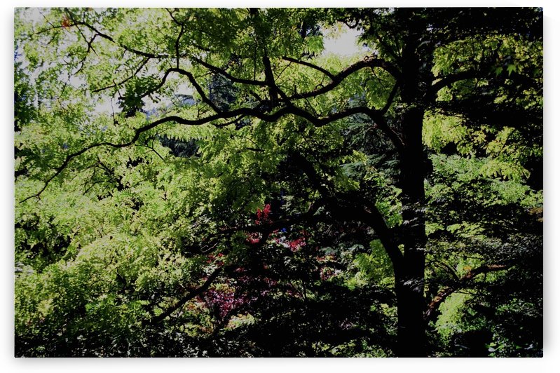 Botanical Garden Scene by  Matt Gragg 