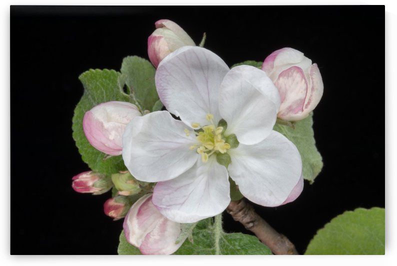 Apple Blossom by Joe Riederer