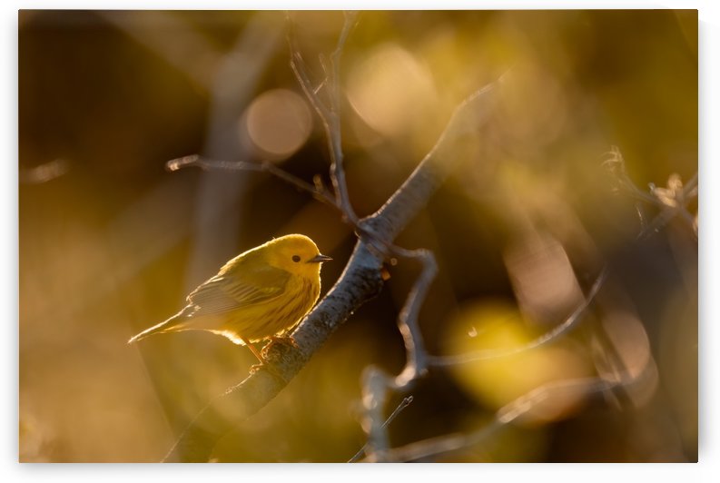 La petite jaune by DanielTphoto