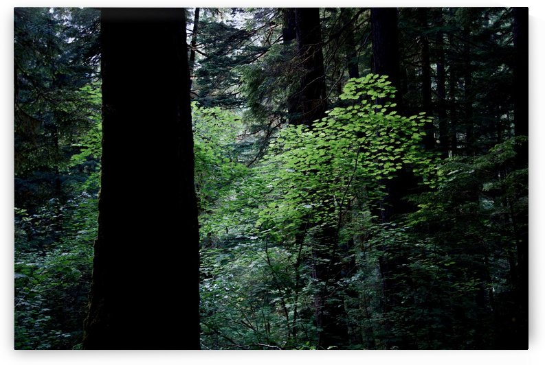 Springtime Forest by  Matt Gragg 