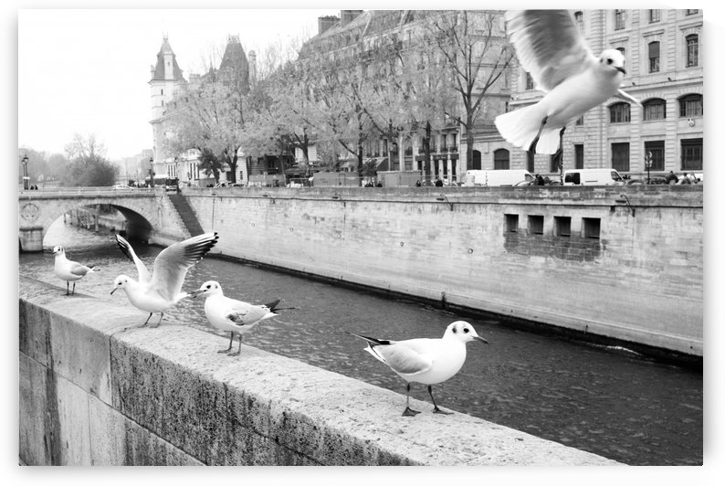 Les Oiseaux by Bill Osuch