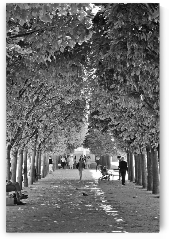 Arbre dalignement by Bill Osuch