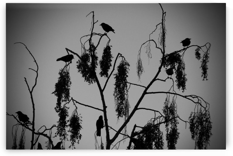 Crows 2016   1 by Alain Harrus