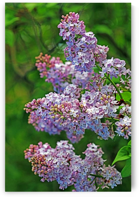 Enchanting Lilacs by Deb Oppermann