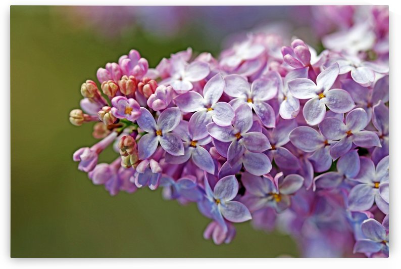 Sweet Lilacs by Deb Oppermann