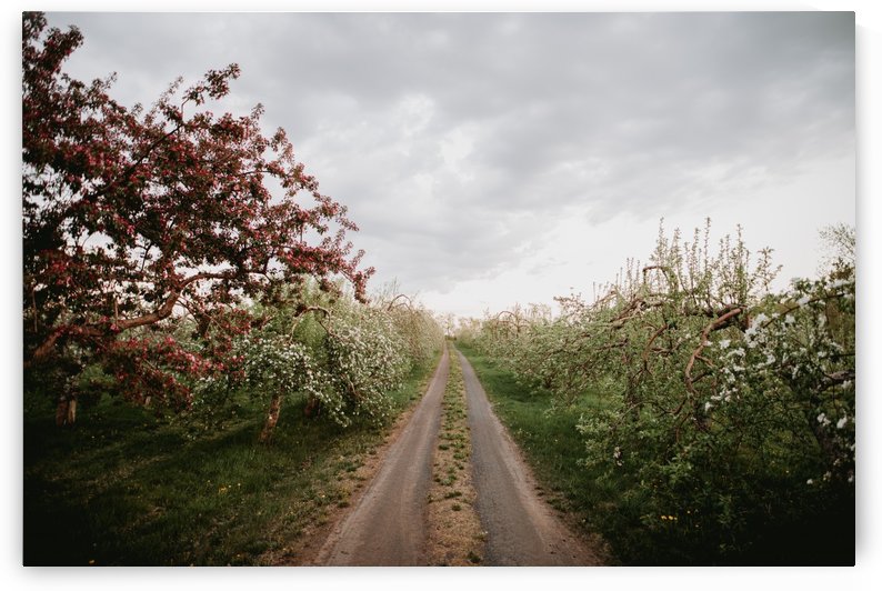 Chemin fleuri by StephanieAllard