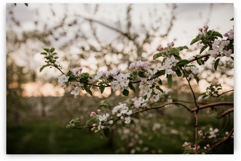 Fleurs de pommes by StephanieAllard