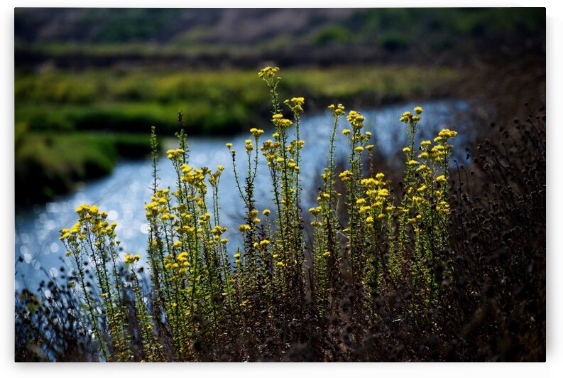 Flowers in Wetlands by  Matt Gragg 