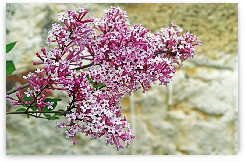 Lilac On Stone by Deb Oppermann