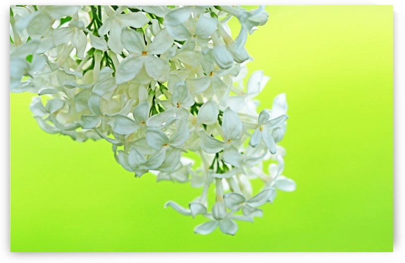 Cool White Lilac On Lemon Lime by Deb Oppermann