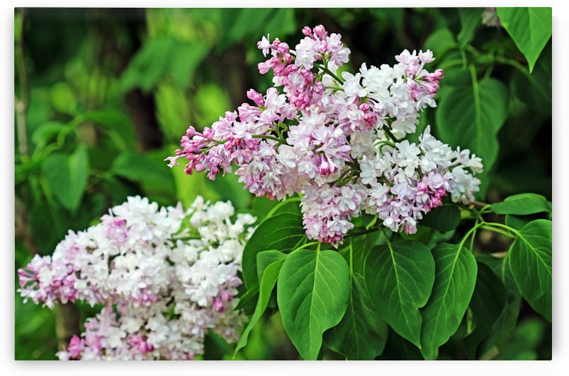 The Magic Of Lilacs I by Deb Oppermann