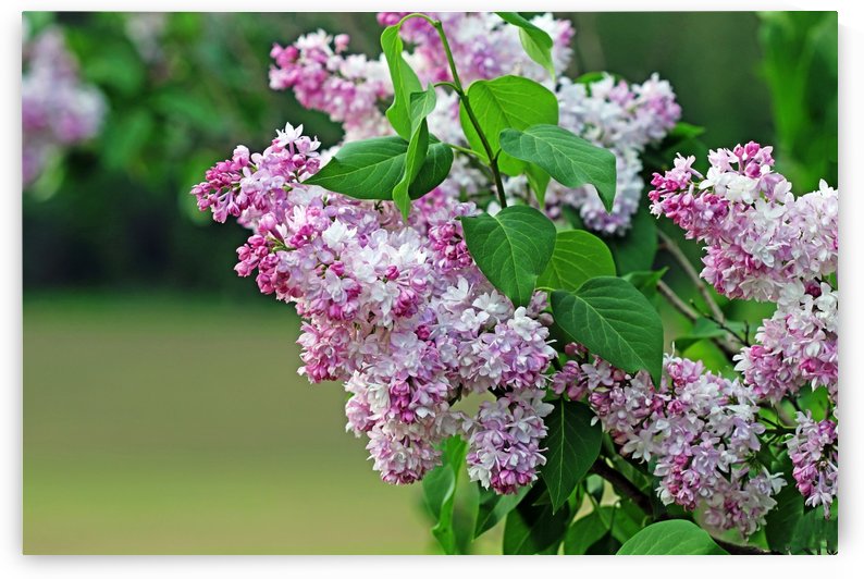 The Magic Of Lilacs by Deb Oppermann