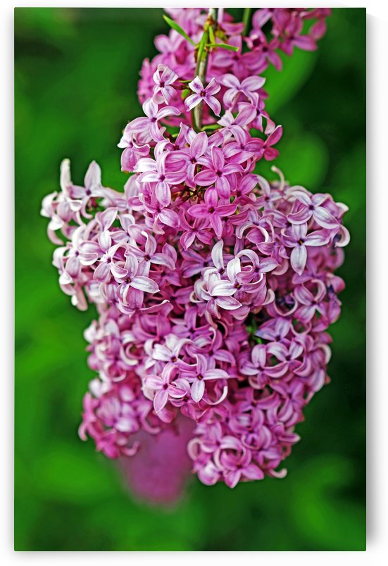Wine Red Lilacs I by Deb Oppermann