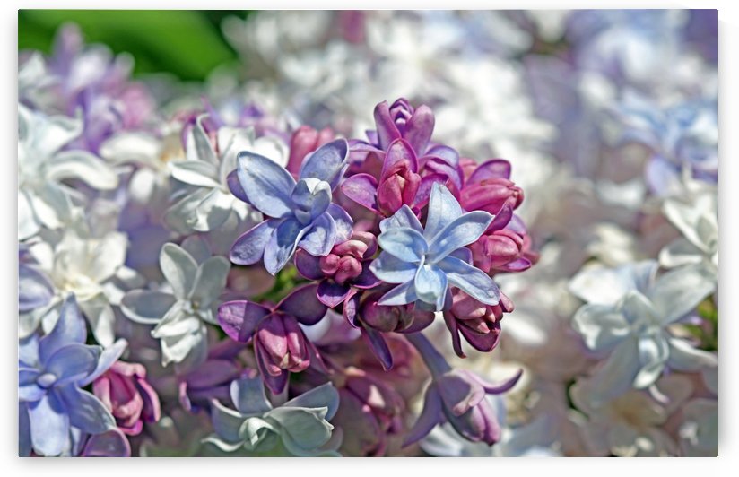 Gorgeous Lilacs by Deb Oppermann