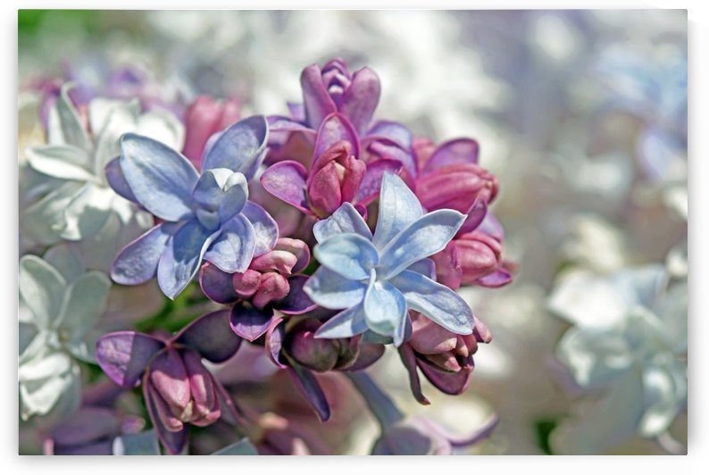 Gorgeous Lilacs I by Deb Oppermann