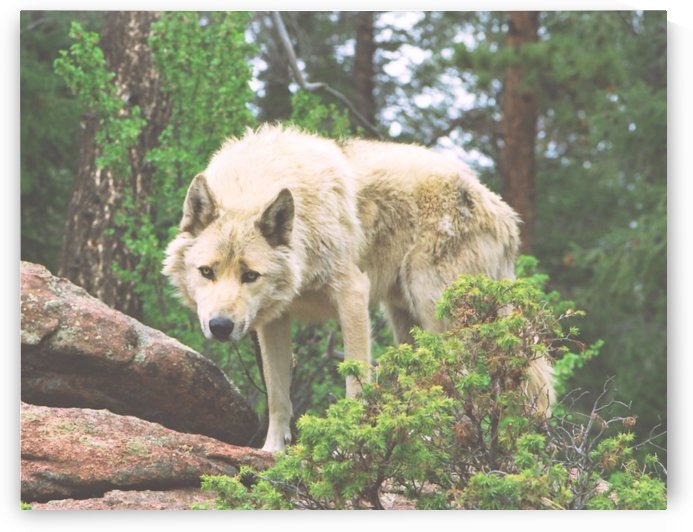 Timber Wolf Pouncing by Steve Tohari