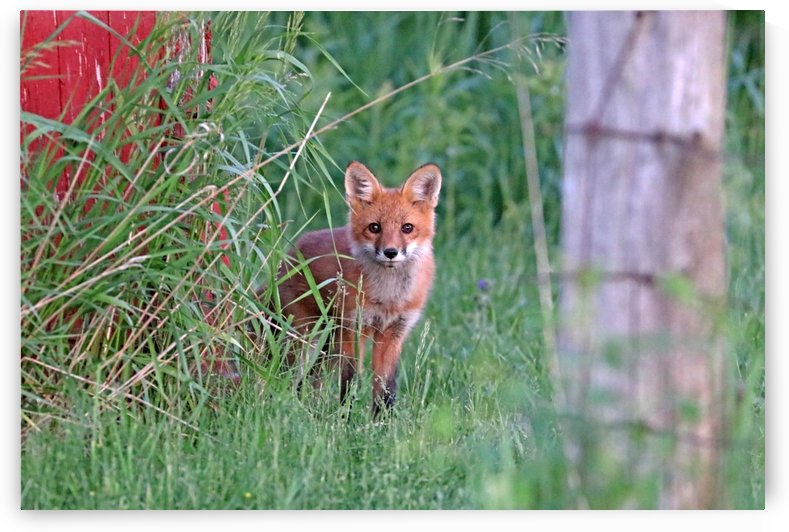 Adorable Fox Kit by Deb Oppermann