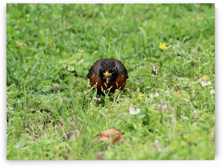 Prowling American Robin by The NC Geek