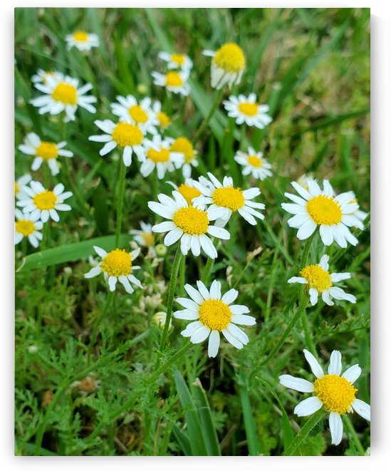 The Earth is Pushing up Daisies  by The NC Geek