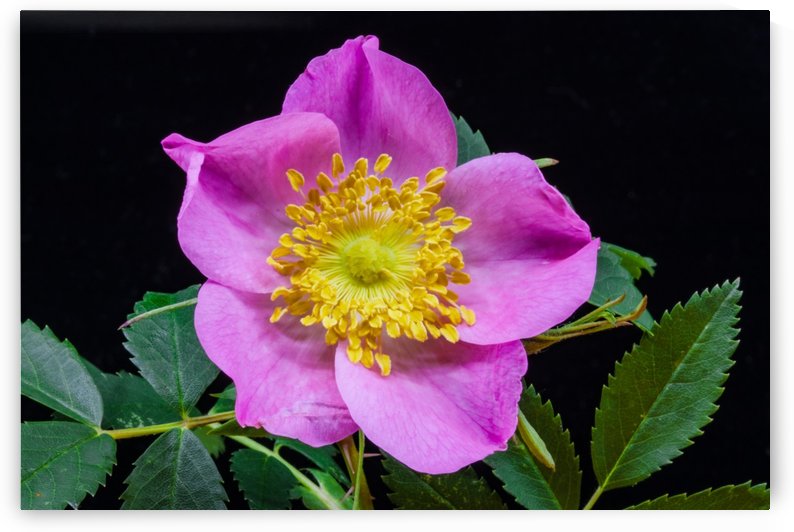 Wild Prairie Rose by Joe Riederer