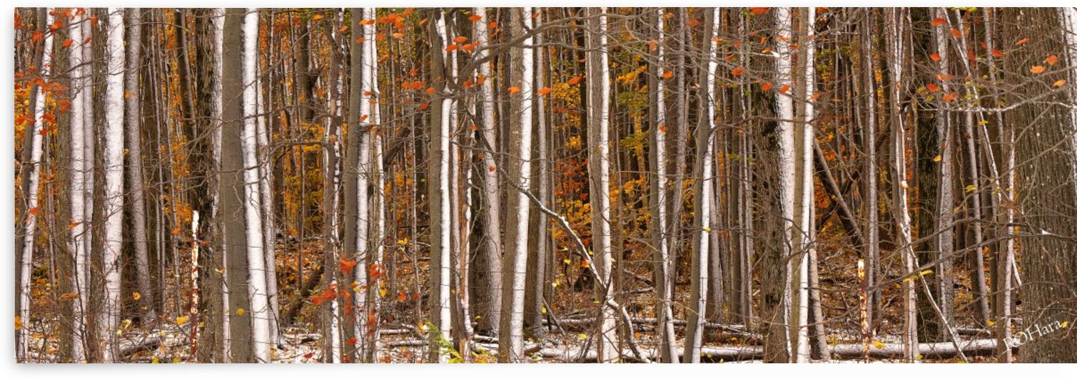 Birches by ROHphotos