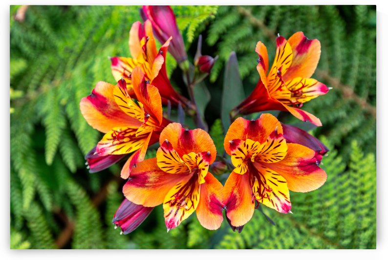 flowers nature by ANA PAULA RIUS