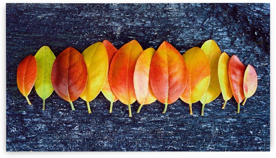 folhas by ANA PAULA RIUS