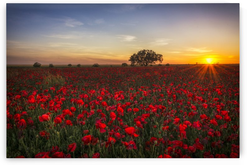 horizon plant sunrise by ANA PAULA RIUS
