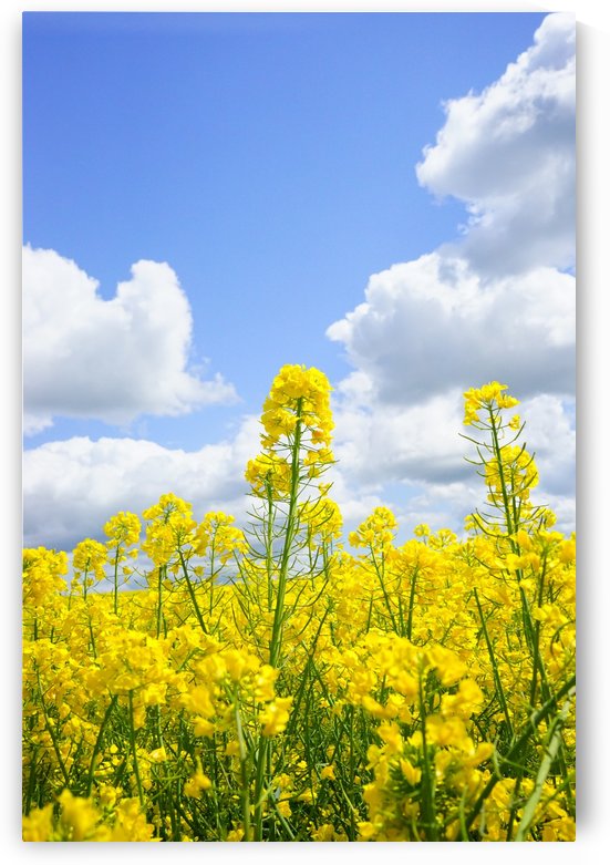 landscape nature by ANA PAULA RIUS