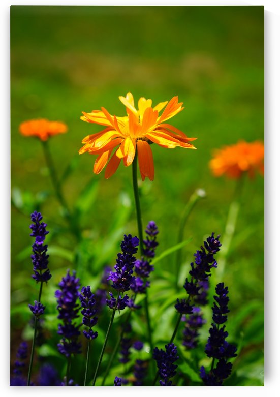 plant field meadow by ANA PAULA RIUS