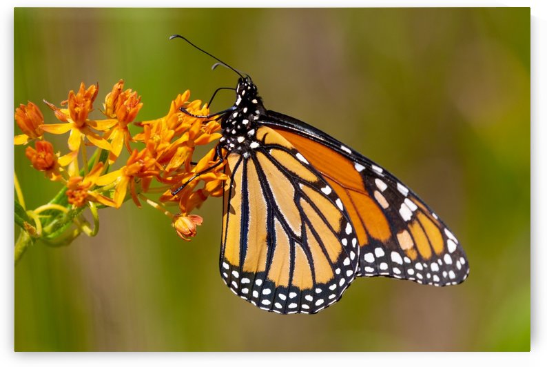 Monarch on Butterfly Weed by Joe Riederer
