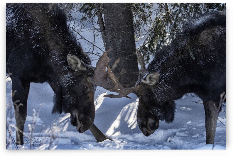 Challenge by ROHphotos